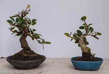 Ficus microcarpa